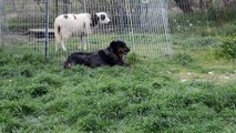 Etoile du Berger au sein de la meute de la Plaine d'Astrée - Patou et Beauceron découvrent notre mouton à 4 cornes
