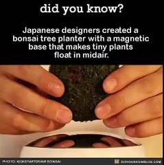 Bonsai tree planter with magnetic base