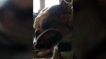 Dog Jowls Shake in Slow Motion !!