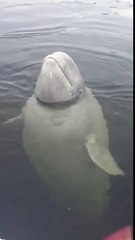White whale goes into spin mode for food