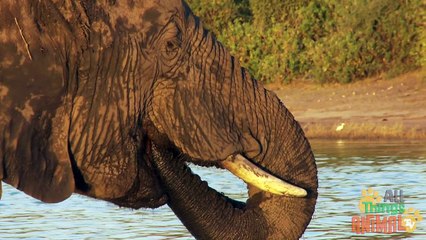 ELEPHANTS | Elefantes - Animals for children. Kids videos. Kindergarten - Preschool learning