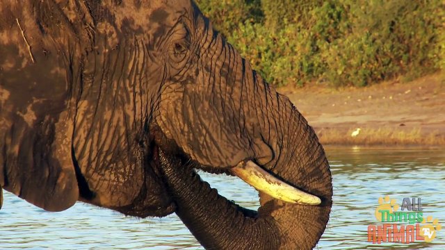 ELEPHANTS | Elefantes - Animals for children. Kids videos. Kindergarten - Preschool learning