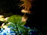 My Fluval Edge Aquarium & Inhabitants