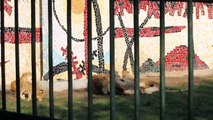 2015.10.26 Lion pride at Zoo Targu-Mures