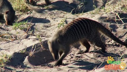 MEERKAT- Animals for children. Kids videos. Kindergarten - Preschool learning