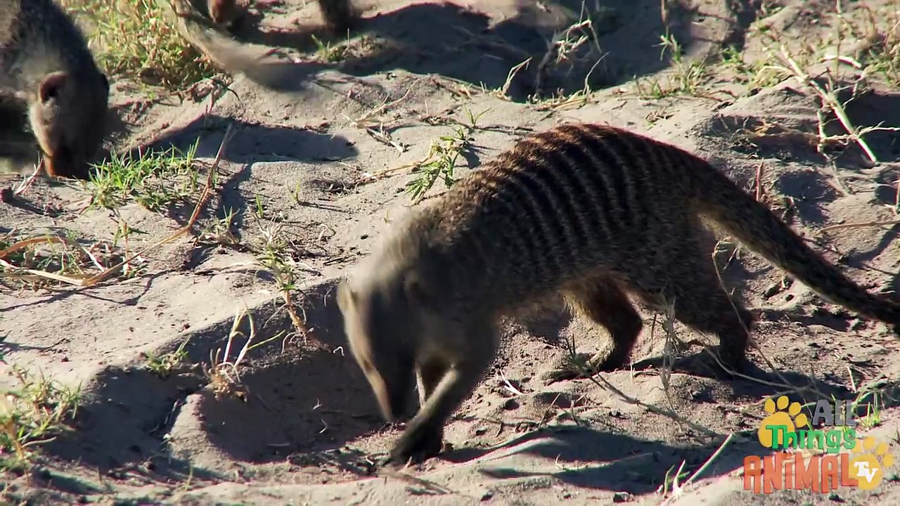 MEERKAT- Animals for children. Kids videos. Kindergarten - Preschool learning