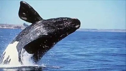 happy birthday whale thing