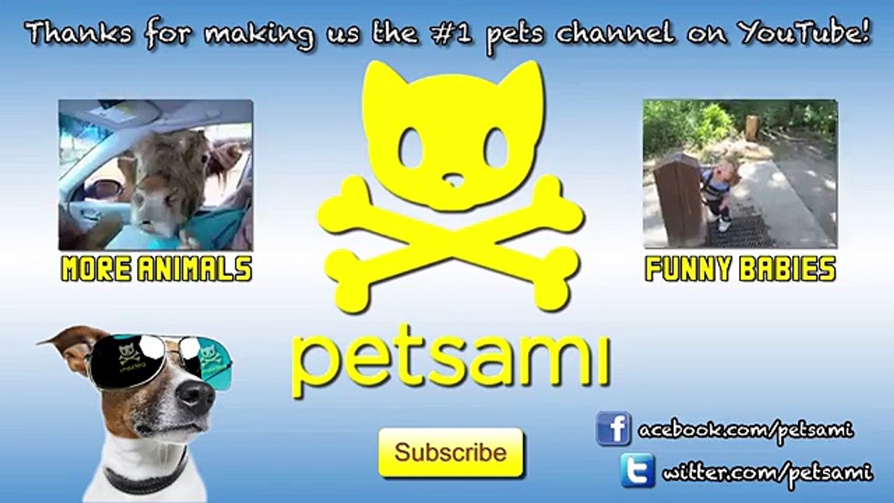 A hamster loses her favorite toy in her food bowl