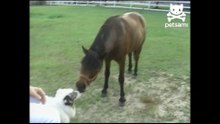 A horse and a dog K-I-S-S-I-N-G