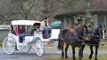 Horse-drawn Carriage Ride, Basye, VA