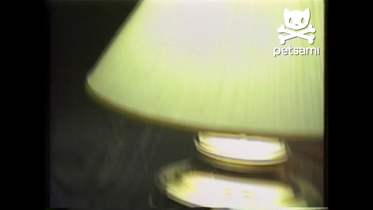 A woman pranks her husband with a raccoon