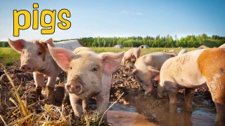 PIGS | Cerdos - Animals for children. Kids videos. Kindergarten - Preschool learning