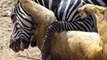 Lion vs Zebra - Lion kills zebra almost - Lion hunting zebra - Zebra escapes lion killing