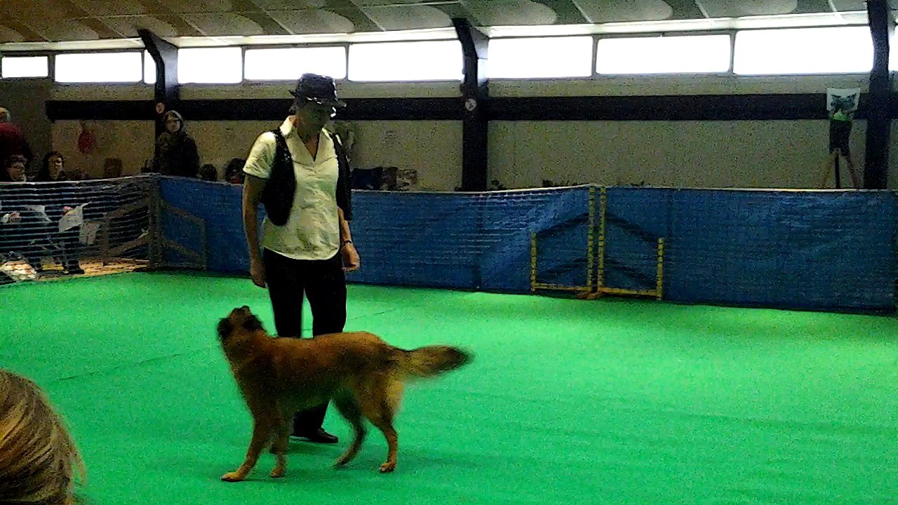 La Ckaliksou, élevage de B.B. Tervueren Iksou Dog Dancing beginners