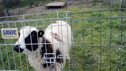 Etoile du Berger au sein de la meute de la Plaine d'Astrée - Patou et Beauceron découvrent le mouton à la plaine d'astré