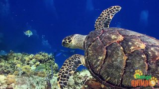 SEA TURTLES | Tortugas de Mar. Animals for children. Kids videos. Kindergarten - Preschool learning