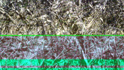 Return to the spot of the suprise bird attack