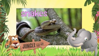SNAKES | Serpientes- Animals for children. Kids videos. Kindergarten - Preschool learning