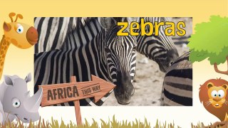 ZEBRA | Cebra - Animals for children. Kids videos. Kindergarten - Preschool learning