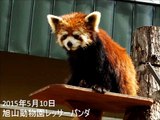 ヨウヨウ、初めての換毛期☆旭山動物園レッサーパンダ
