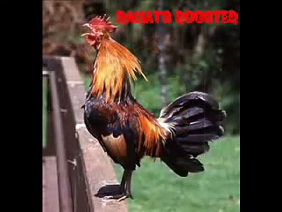 the   ULTIMATE MURGA     fight