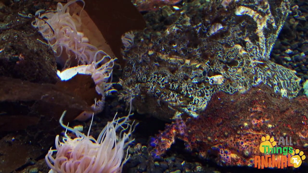 FISH | Peces - Animals for children. Kids videos. Kindergarten - Preschool learning