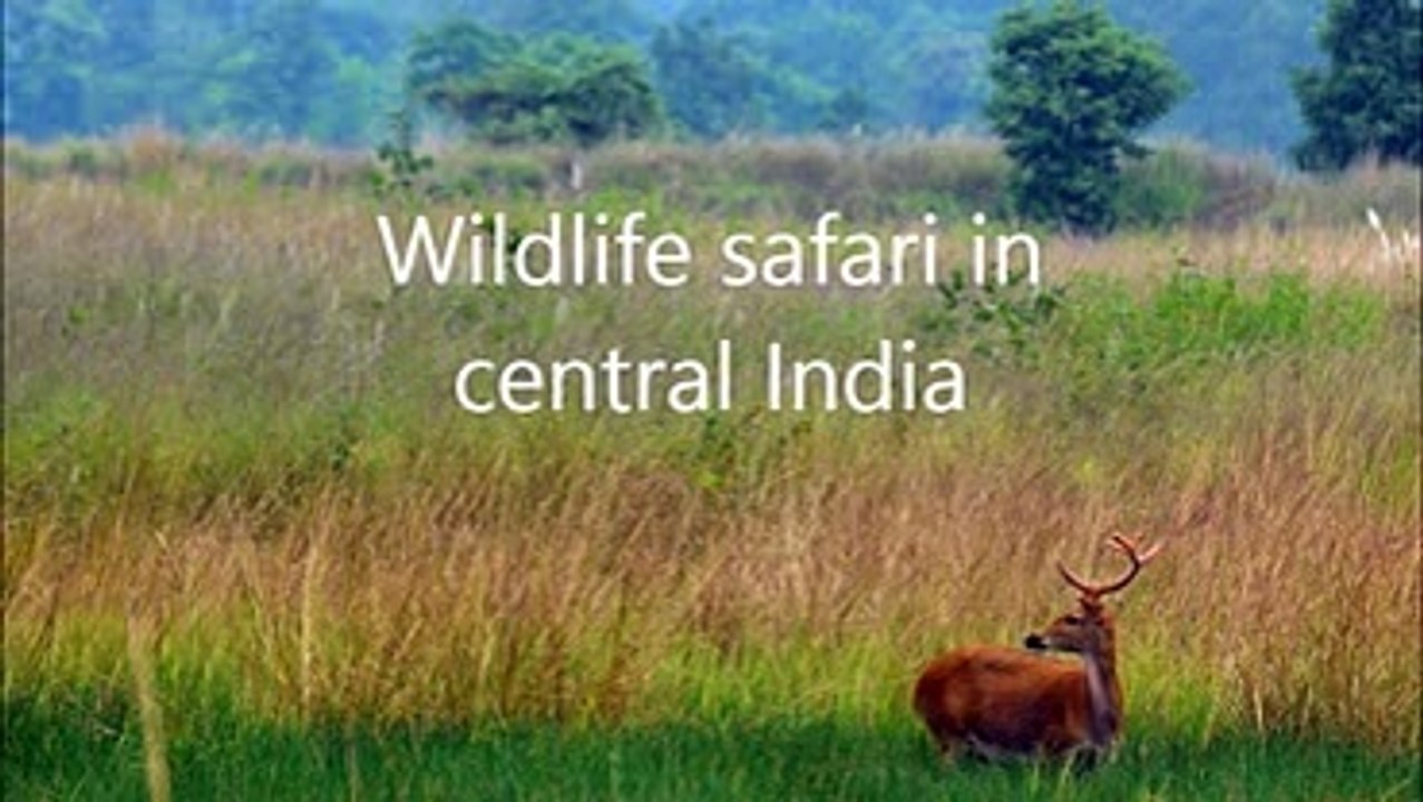 Wildlife_safari_experience_in_central_India_3A_An_introduction
