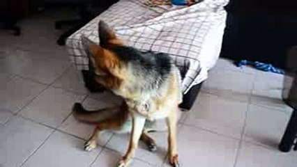 Berger Allemand qui hurle à la mort