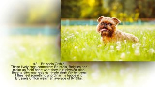 PiVi Channel - Top 10 Smallest dog breeds in the world