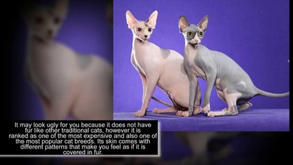 Top 10 Most expensive cat breeds in the world - PiVi Channel