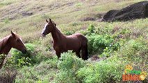 HORSE | Caballo - Animals for children. Kids videos. Kindergarten - Preschool learning
