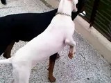 Rottweiler & Dogo Argentino puppy playing