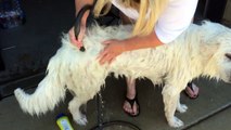 How To Wash A Great Pyrenees Dog at Grandmas House