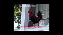 Key West and its roosters....wmv
