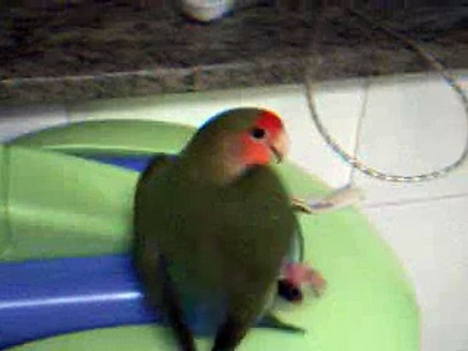 PAJARO BAILON