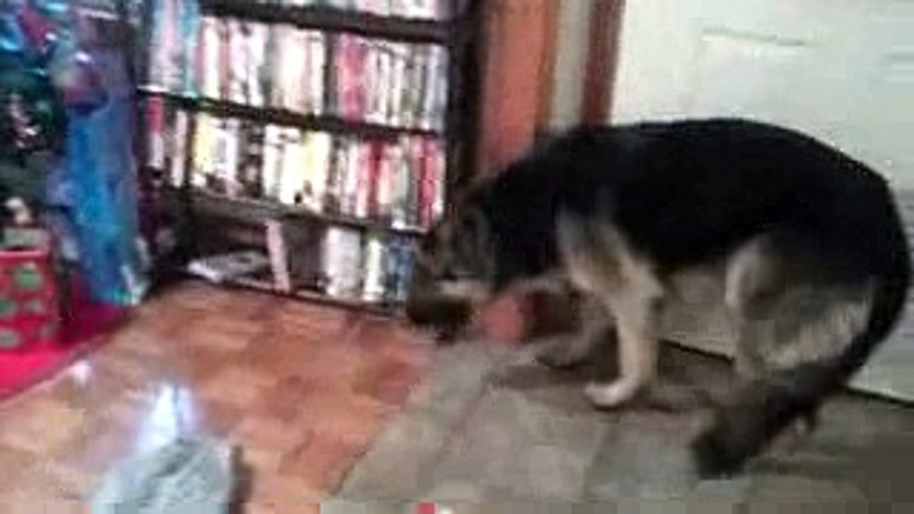 German Shepherd in trouble