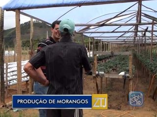 05-06-2015 - PRODUÇÃO DE MORANGOS - ZOOM TV JORNAL