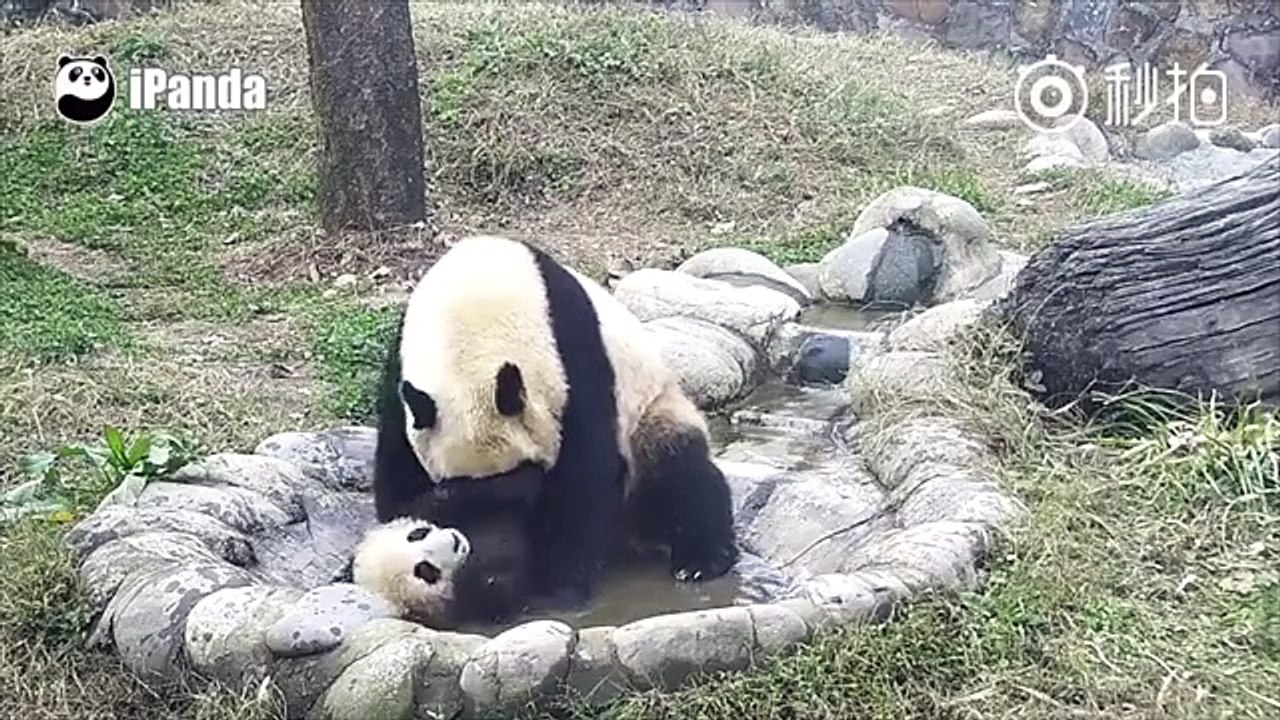 Quand un bébé panda refuse de prendre son bain