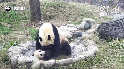 Quand un bébé panda refuse de prendre son bain