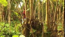 Staking technologies for climbing beans - French