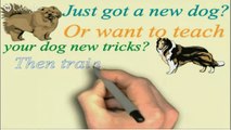 Online Dog or Puppy Training for Your Jack Russell Terrier