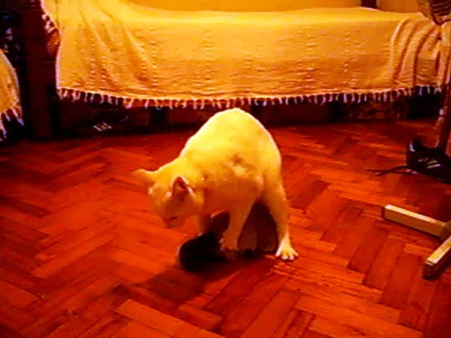 sexo animal