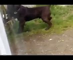 Doggy Need Sex, See This Horny Dog Whining to the Ground To Impress His Mate For Sex, LOL