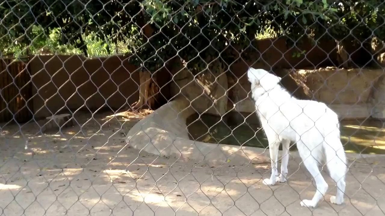 Lobo aullando