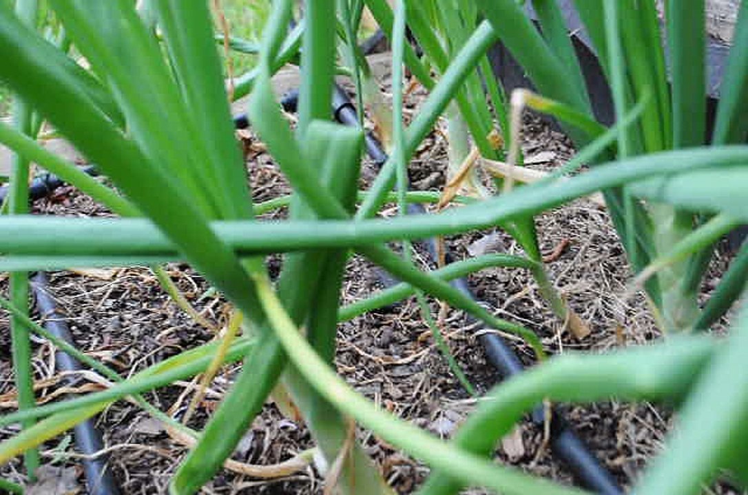 Onions growing healthy almost ready