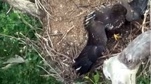 Food Drop - Both Fledglings Compete for the Meal - July 20 2014 - NCTC Nest