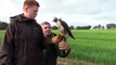 Australian Peregrine Falcon release flight