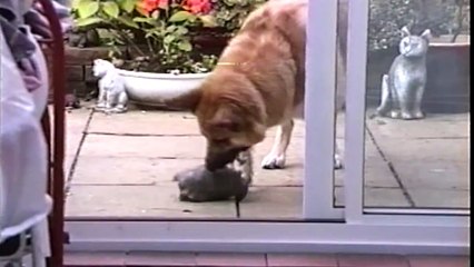 Awesome Animals | Watch How They Help Each Other