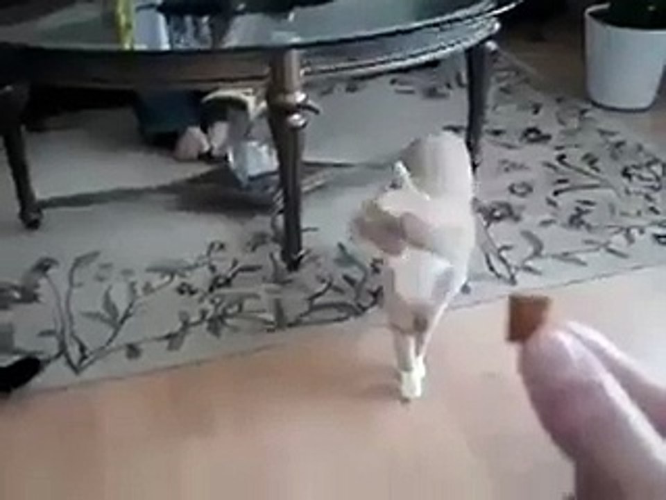 Funny Cat Catches Food