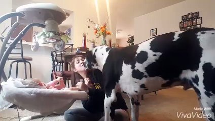Jealous Great Dane refuses to let owner play with baby
